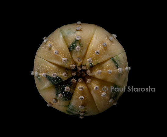 Astrophytum asterias f. variegata