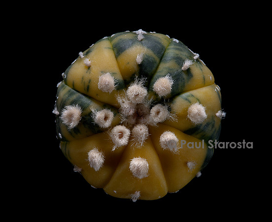 Astrophytum asterias f. variegata