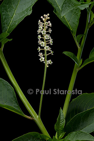 Phytolacca americana (raisin d'Amérique, teinturier, épinard de Cayenne) - inflorescence