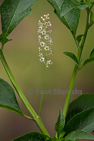 Phytolacca americana (raisin d'Amérique, teinturier, épinard de Cayenne) - inflorescence