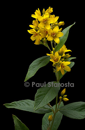 Lysimachia vulgaris (grande lysimaque, lysimaque commune, chasse-bosse)