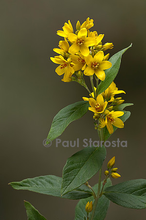 Lysimachia vulgaris (grande lysimaque, lysimaque commune, chasse-bosse)