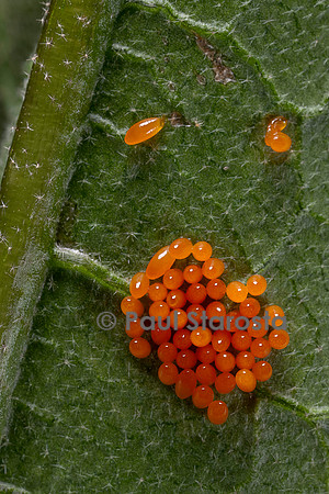 Leptinotarsa decemlineata (doryphore) - œufs sur une feuille d'aubergine