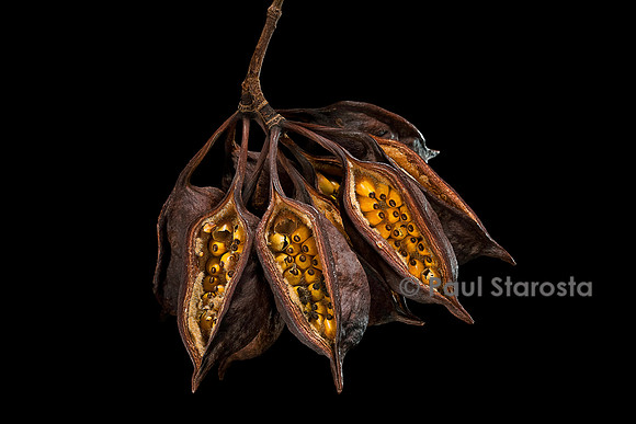 Brachychiton populneus (sterculia à feuilles de peuplier) - infrutescence
