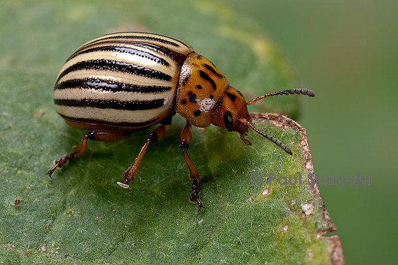 Leptinotarsa decemlineata (doryphore) - sur une feuille d'aubergine