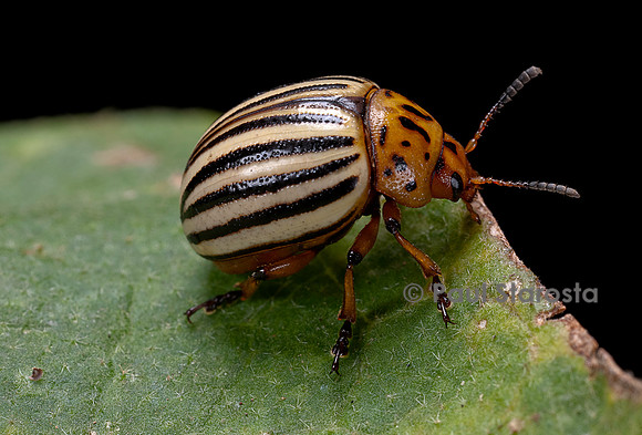 Leptinotarsa decemlineata (doryphore) - sur une feuille d'aubergine