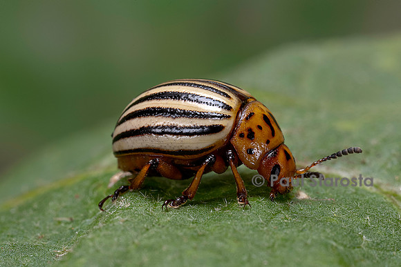 Leptinotarsa decemlineata (doryphore) - sur une feuille d'aubergine