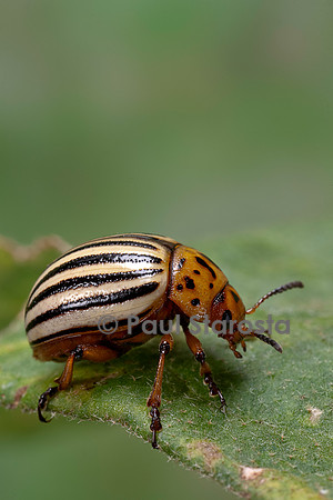 Leptinotarsa decemlineata (doryphore) - sur une feuille d'aubergine