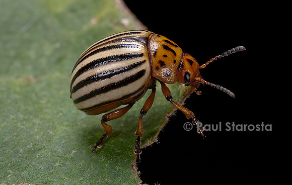 Leptinotarsa decemlineata (doryphore) - sur une feuille d'aubergine