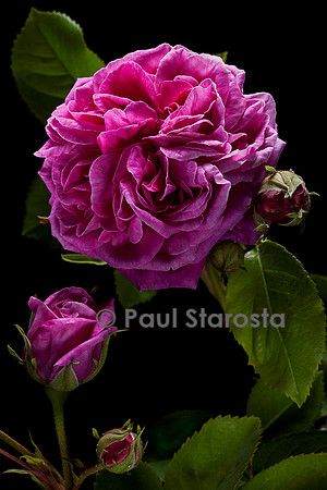 Rosa X centifolia ‘Stratosféra’