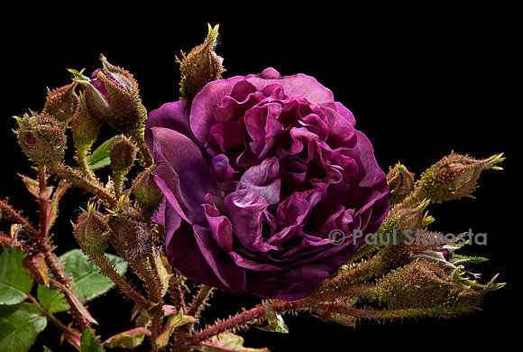 Rosa X centifolia muscosa ‘Mousseux du Japon’