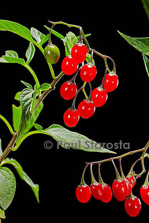 Solanum dulcamara (douce-amère) - fruits