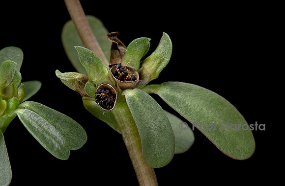 Portulaca oleracea (porcelane,pourpier, pourpier potager, pourpier maraîcher) - fruits