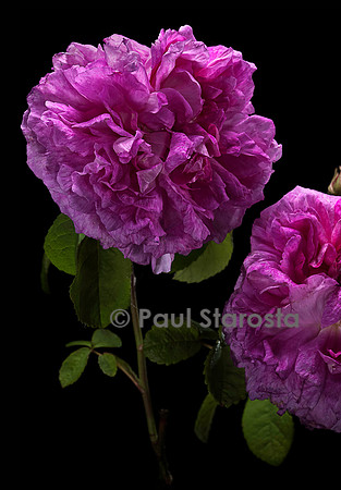 Rosa gallica ‘Le Grand Sultan’