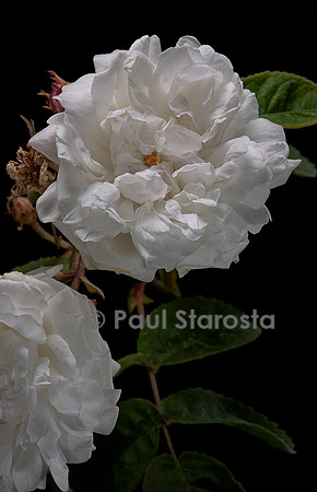 Rosa X centifolia var. mutabilis