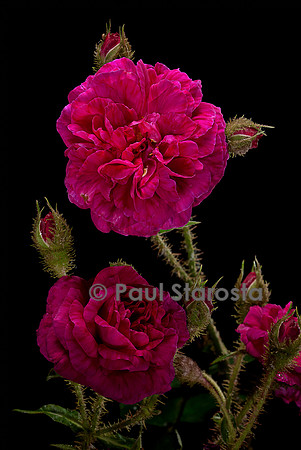 Rosa X centifolia muscosa ‘Henri Martin’