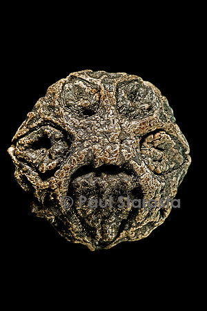 Dracontomelon macrocarpum - fruit