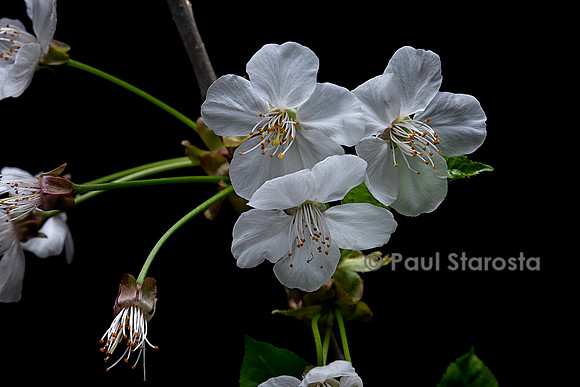 Prunus avium (merisier, cerisier des oiseaux, cerisier sauvage) fleurs