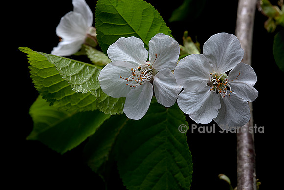 Prunus avium (merisier, cerisier des oiseaux, cerisier sauvage) fleurs