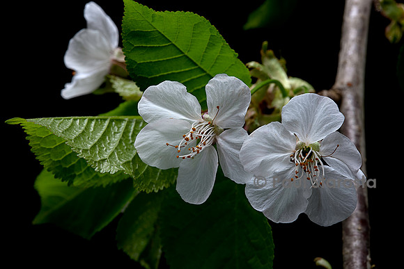 Prunus avium (merisier, cerisier des oiseaux, cerisier sauvage) fleurs