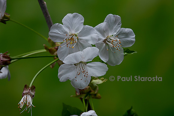 Prunus avium (merisier, cerisier des oiseaux, cerisier sauvage) fleurs
