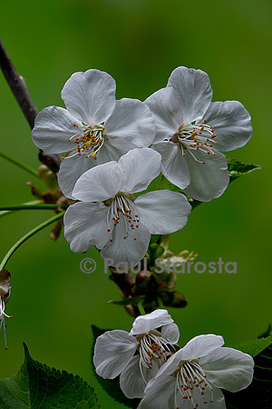 Prunus avium (merisier, cerisier des oiseaux, cerisier sauvage) fleurs