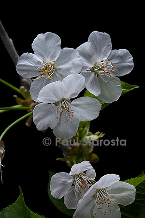 Prunus avium (merisier, cerisier des oiseaux, cerisier sauvage) fleurs