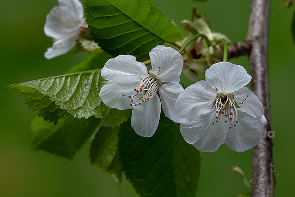 Prunus avium (merisier, cerisier des oiseaux, cerisier sauvage) fleurs