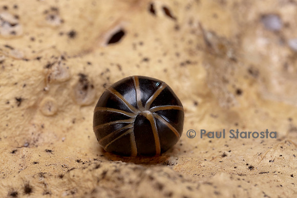 Glomeris marginata (gloméris marginé) - enroulé