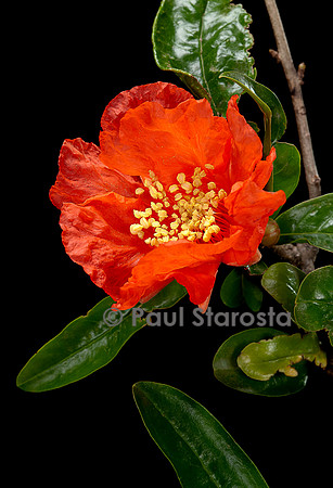 Punica granatum (grenadier) - fleur