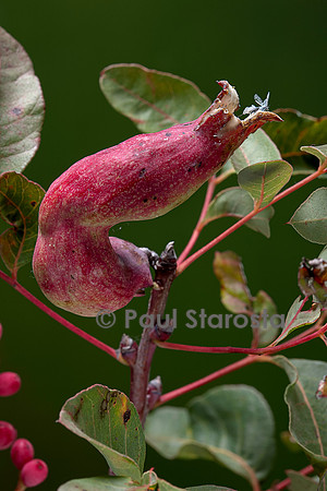 Baizongia pistaciae (galle du pistachier) sur Pistacia terebinthus (pistachier térébinthe)