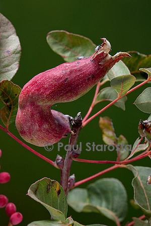 Baizongia pistaciae (galle du pistachier) sur Pistacia terebinthus (pistachier térébinthe)