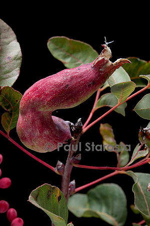 Baizongia pistaciae (galle du pistachier) sur Pistacia terebinthus (pistachier térébinthe)