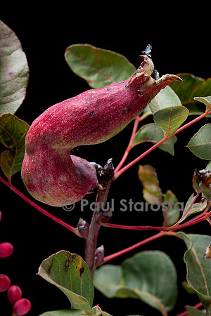 Baizongia pistaciae (galle du pistachier) sur Pistacia terebinthus (pistachier térébinthe)