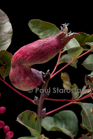 Baizongia pistaciae (galle du pistachier) sur Pistacia terebinthus (pistachier térébinthe)