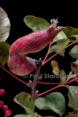 Baizongia pistaciae (galle du pistachier) sur Pistacia terebinthus (pistachier térébinthe)