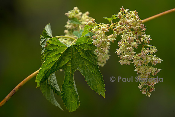 Humulus lupulus (houblon) - inflorescence mâle