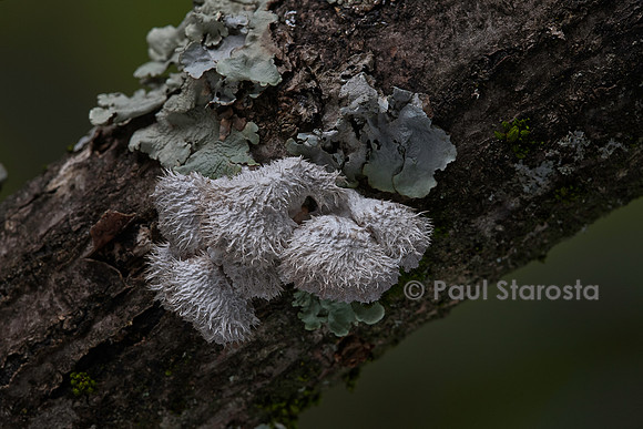 Schizophyllum commune (schizophylle commun) - et lichen sur une branche