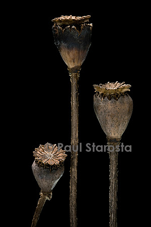 Papaver orientale (pavot d'Orient)