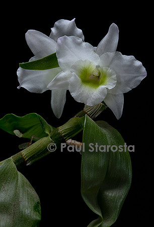 Dendrobium nobile (orchidée bambou)