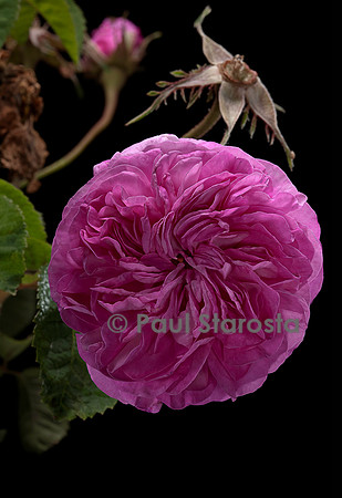 Rosa X damascena ‘Œillet Rose’