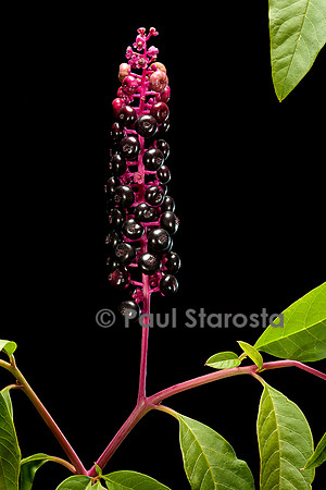 Phytolacca americana (raisin d'Amérique)