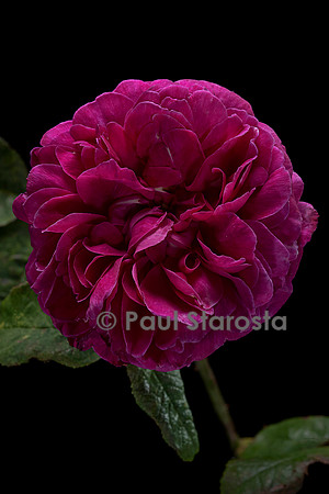 Rosa gallica ‘Gonsalve’