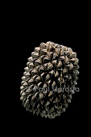 Casuarina equisetifolia (filao)