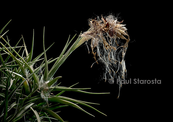 Tillandsia aeranthos (airplant) - seeds