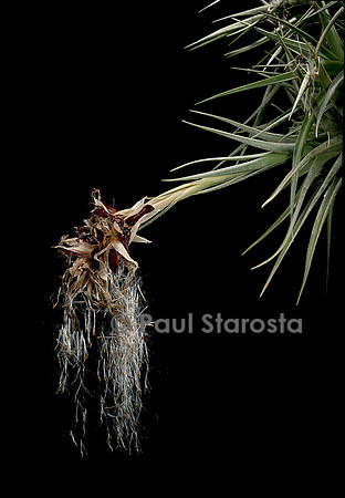 Tillandsia aeranthos (airplant) - seeds