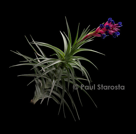 Tillandsia aeranthos (airplant)