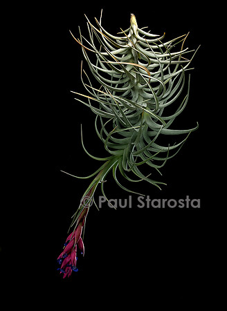 Tillandsia aeranthos (airplant)