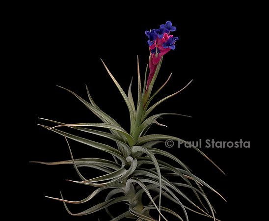 Tillandsia aeranthos (airplant)