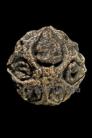 Dracontomelon macrocarpum - fruit